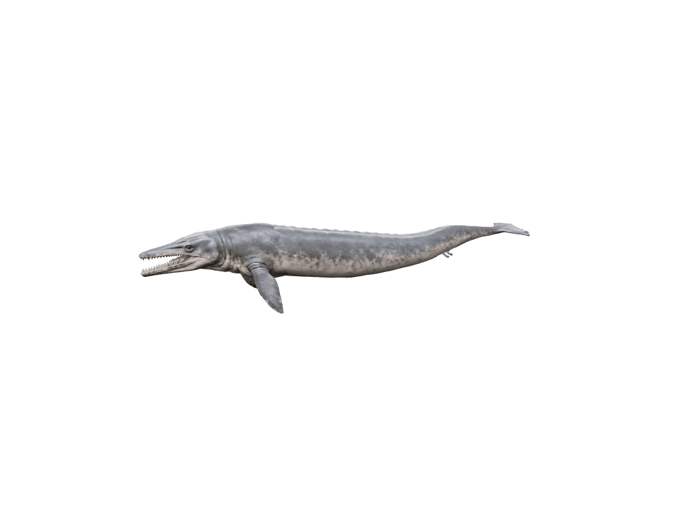 Supplied Basilosaurus living reconstruction